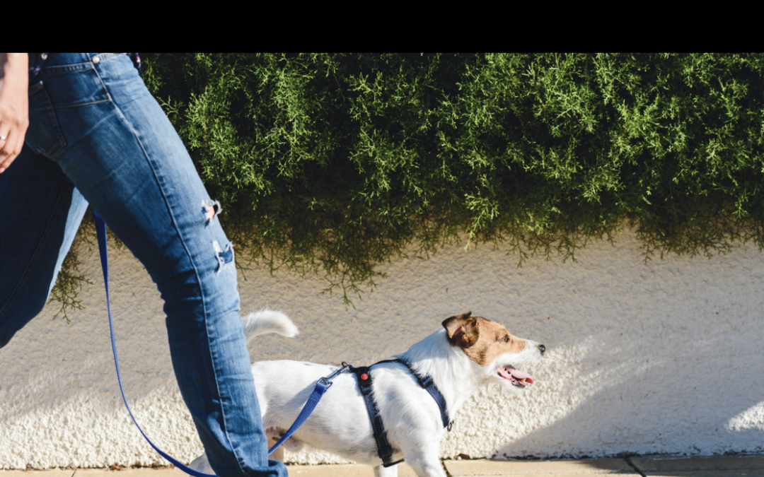 Dogs and kiwi posters